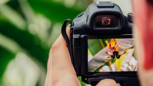 Beeldkwaliteit zichtbaar op camera scherm met scherpe foto van vlinder op bloem in heldere kleuren